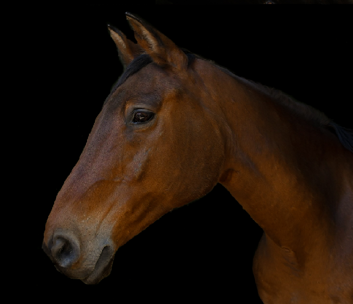 Portrait of Gigolo, a bay Trakehner gelding