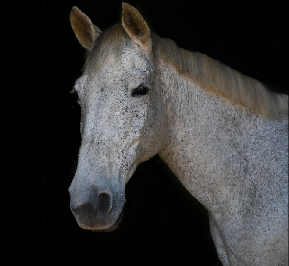 Portrait of Kiara, a flea-bitten grey mare