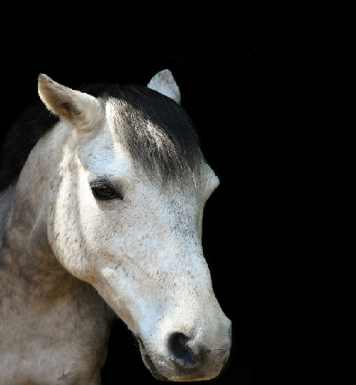 Portrait of Ortello, a small grey pony