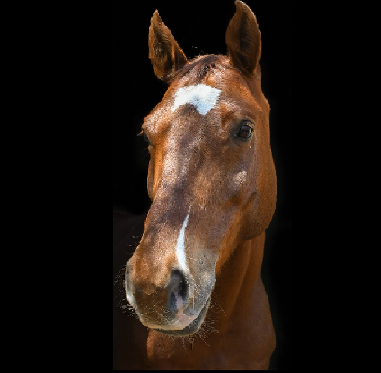 Portrait of Lanicio, a chestnut warmblood with a white star
