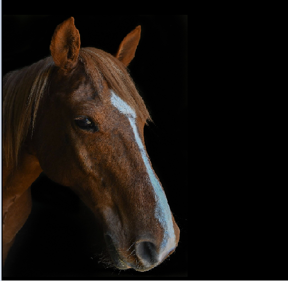 Portrait of Golden Wizzard, a chestnut horse with a white blaze