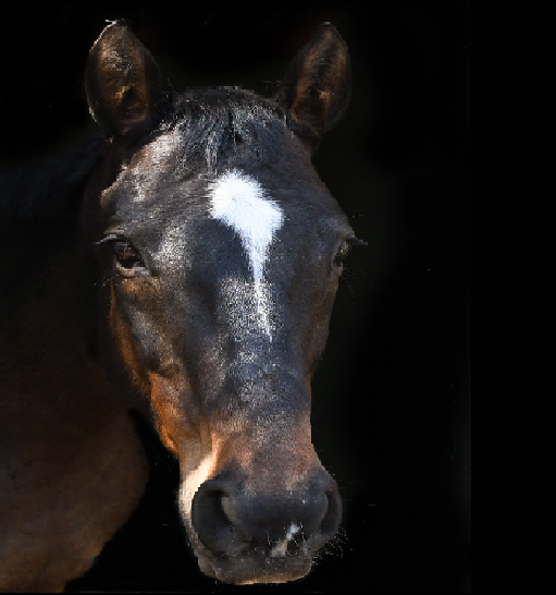 Portrait of Recourse, a dark thoroughbred with a white blaze