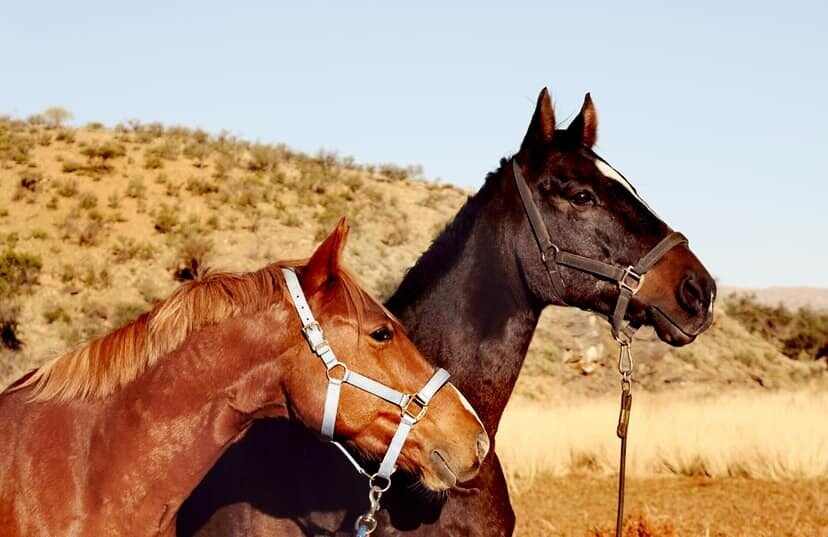 A chestnut and a dark bay horse side by side in the Namibian veld