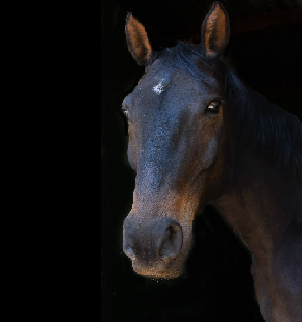 Portrait of Big Mac, a dark bay Namibian Warmblood